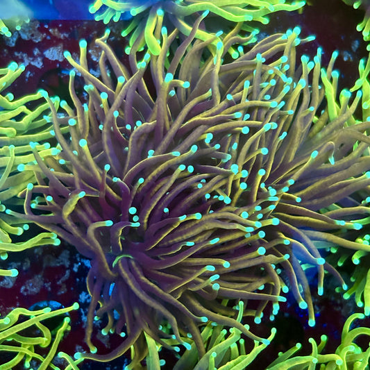 F4-11-M02 || 1 Head Dragon Fire Torch WYSIWYG