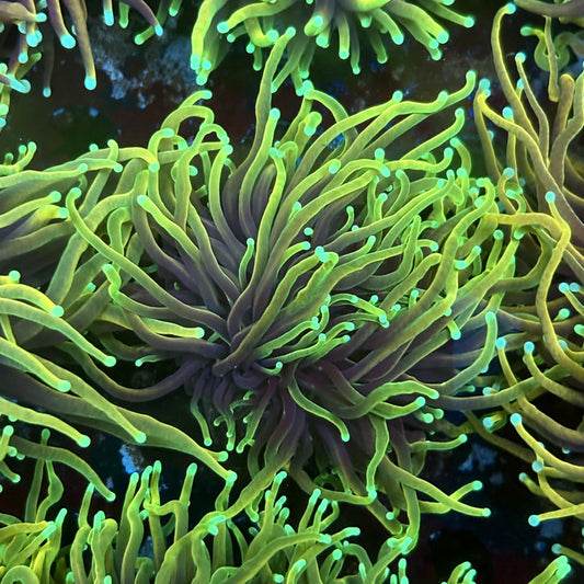 F4-14-M02 || 1 Head Dragon Fire Torch WYSIWYG