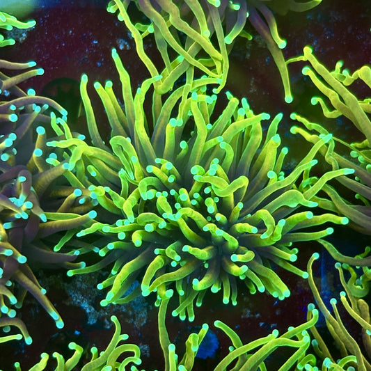 F4-15-M02 || 1 Head Dragon Fire Torch WYSIWYG