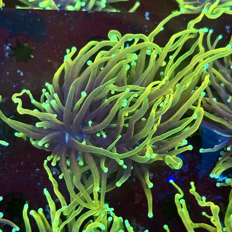 F4-16-M02 || 2 Head Dragon Fire Torch WYSIWYG