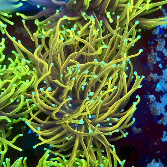 F4-18-M02 || 2 Head Hellfire Torch WYSIWYG