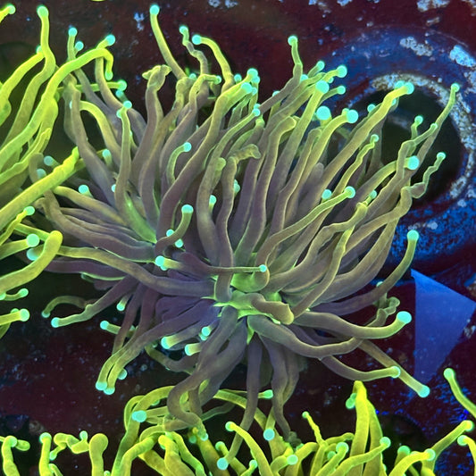 F4-20-M02 || 2 Head Dragon Fire Torch WYSIWYG