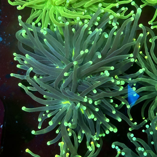 C2-03-M02 || 2 Head Hulk Torch WYSIWYG