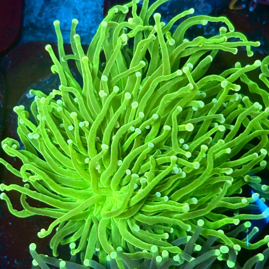 C2-04-M02 || 2 Head Bright Green Torch WYSIWYG