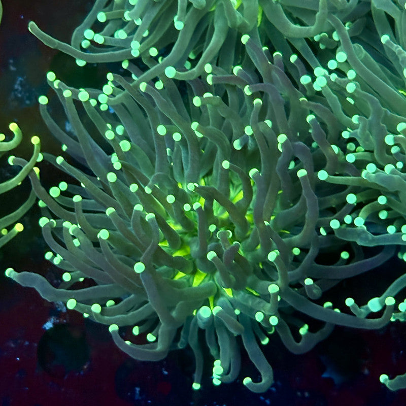 C2-05-M02 || 1 Head Hulk Torch WYSIWYG