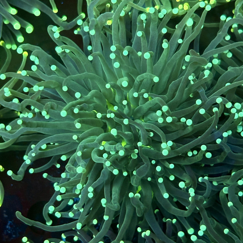 C2-06-M02 || 2 Head Hulk Torch WYSIWYG