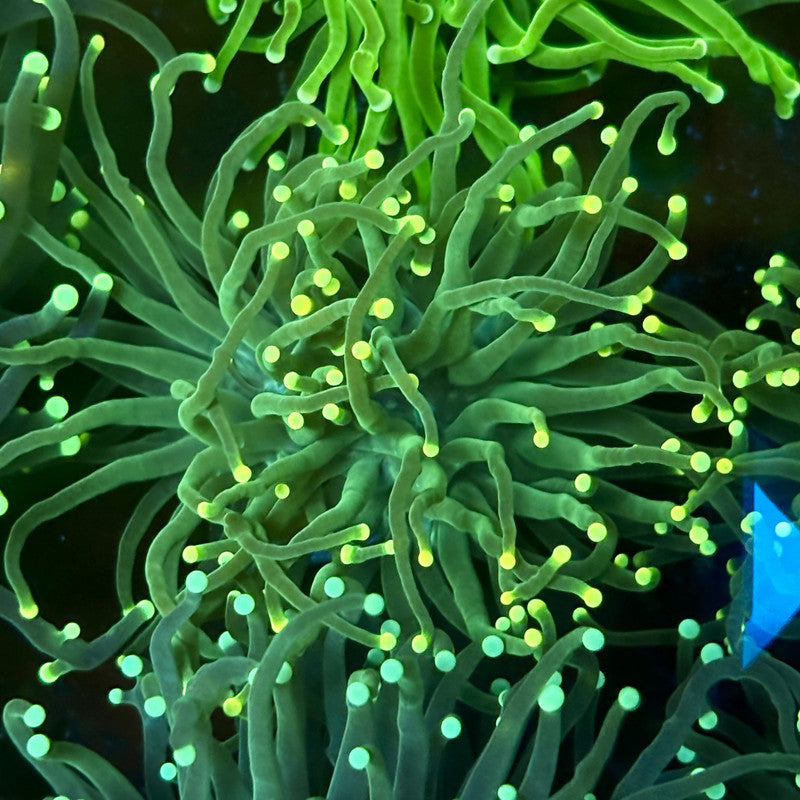 C2-07-M02 || 1 Head Green Lantern Torch WYSIWYG