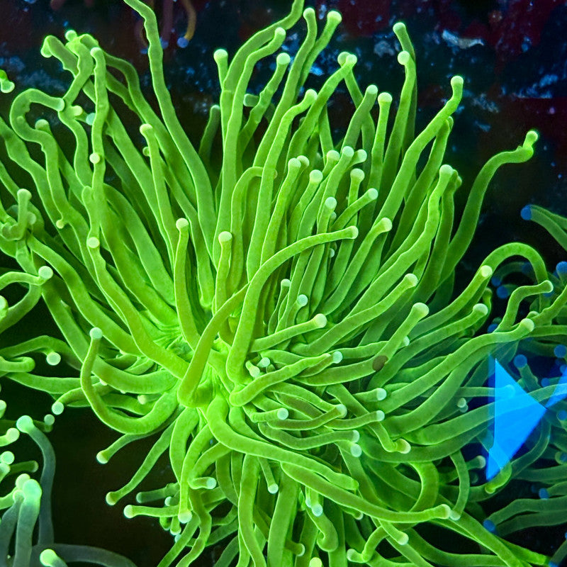 C2-08-M02 || 2 Head Bright Green Torch WYSIWYG