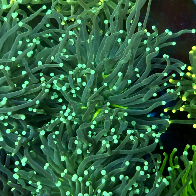 C2-10-M02 || 1 Head Hulk Torch WYSIWYG