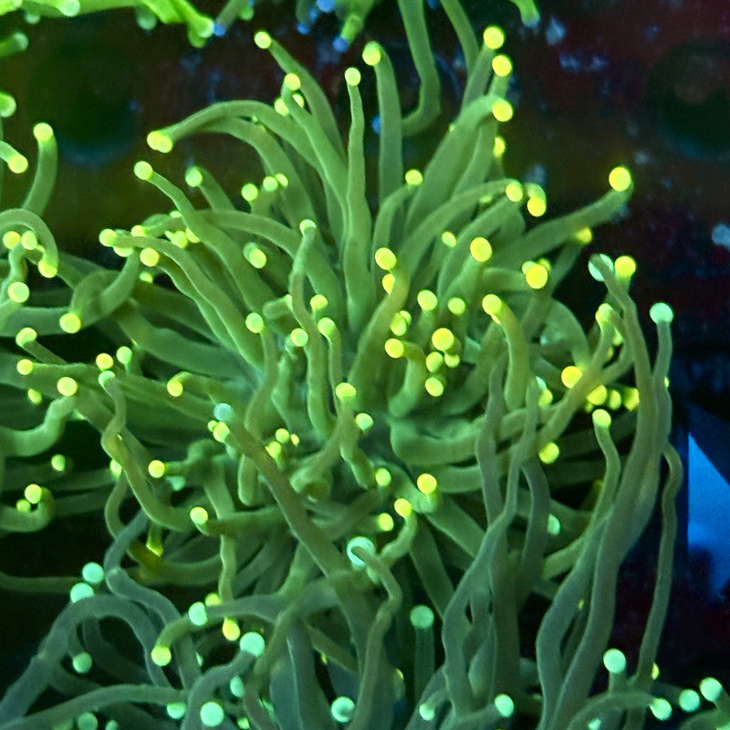 C2-11-M02 || 1 Head Green Lantern Torch WYSIWYG