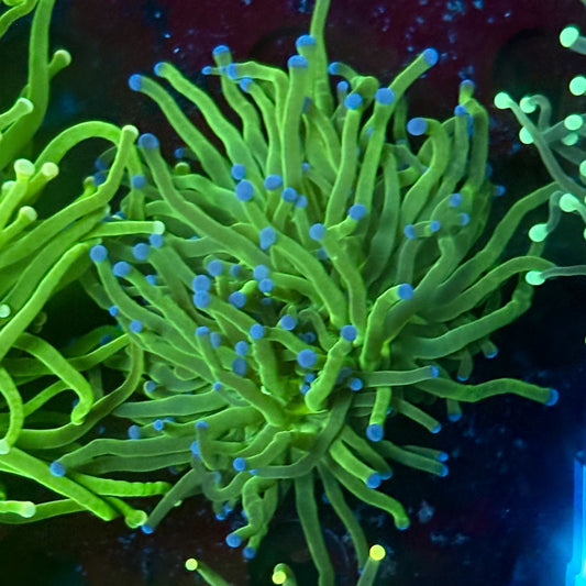 C2-12-M02 || 1 Head Todd's Torch WYSIWYG