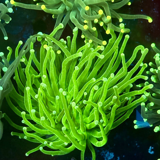 C2-13-M02 || 1 Head Bright Green Torch WYSIWYG