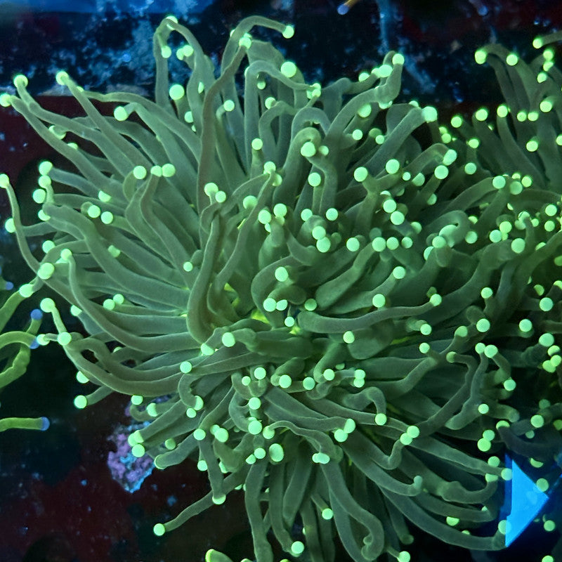 C2-15-M02 || 2 Head Hulk Torch WYSIWYG