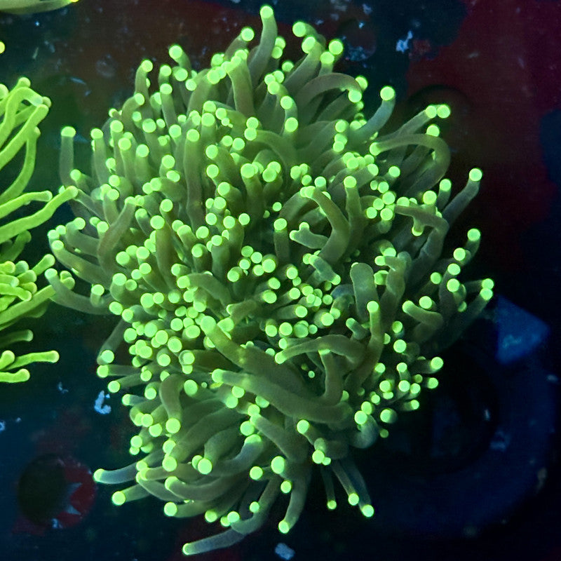 C2-16-M02 || 2 Head Hulk Torch WYSIWYG