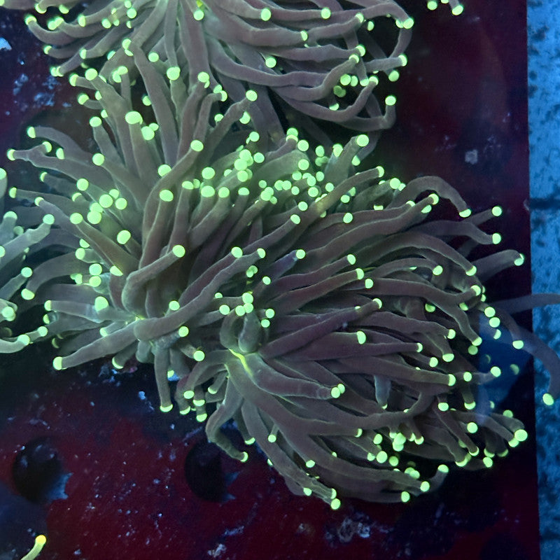 C2-17-M02 || 2 Head Hulk Torch WYSIWYG