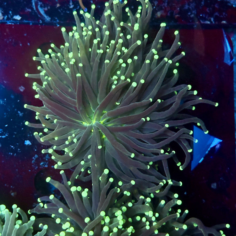 C2-18-M02 || 2 Head Hulk Torch WYSIWYG