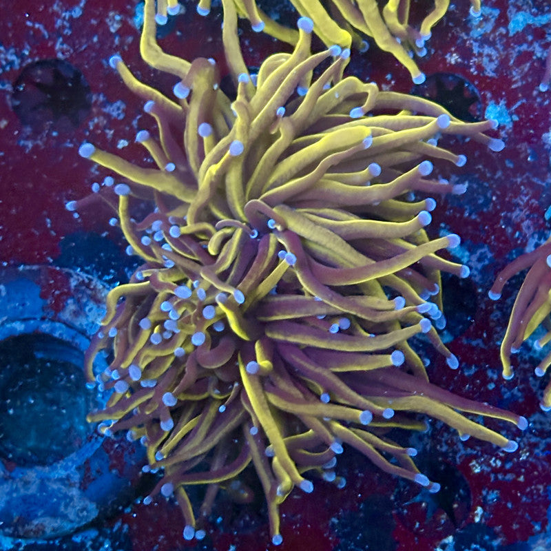 P4-01-M02 || 2 Head 24K Gold Torch WYSIWYG