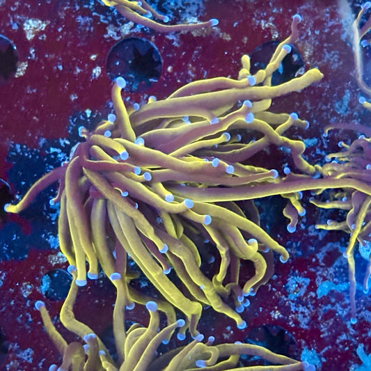 P4-02-M02 || 1 Head 24K Gold Torch WYSIWYG