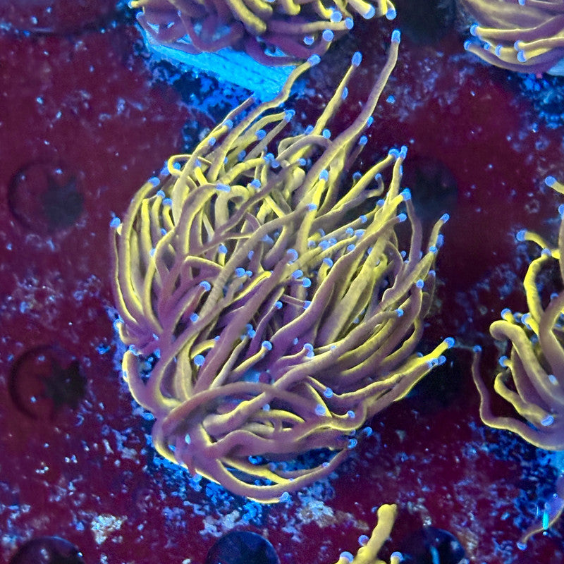 P4-03-M02 || 2 Head 24K Gold Torch WYSIWYG