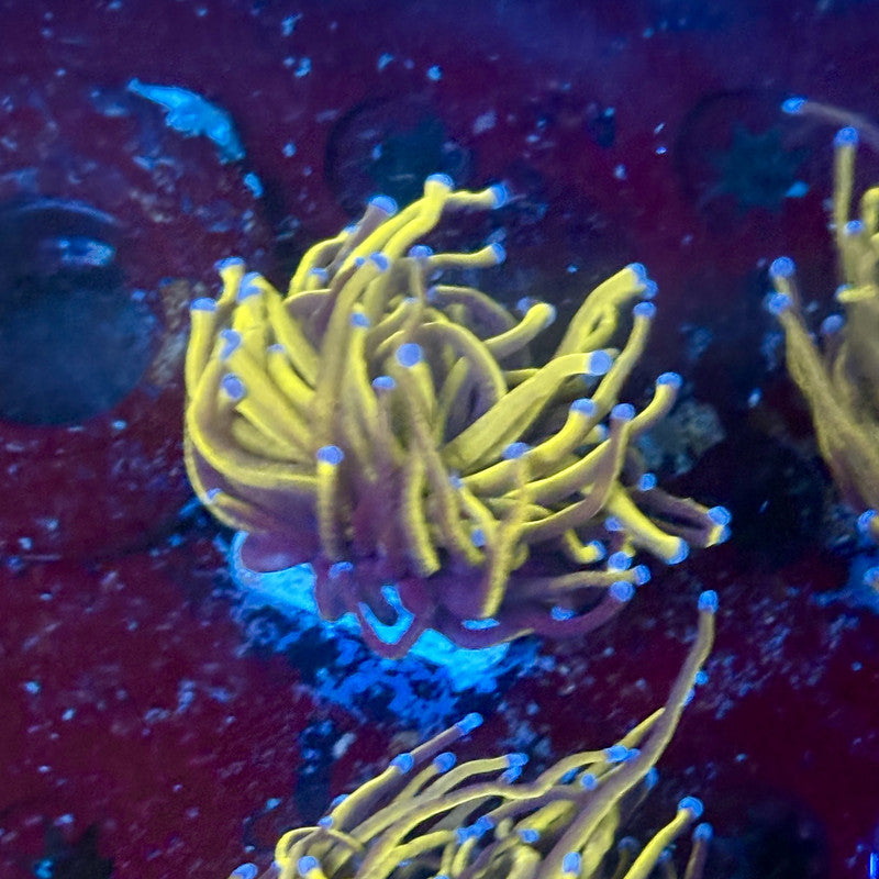 P4-04-M02 || 1 Head 24K Gold Torch WYSIWYG