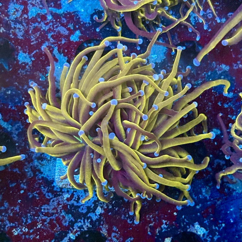 P4-05-M02 ||  2 Head 24K Gold Torch WYSIWYG