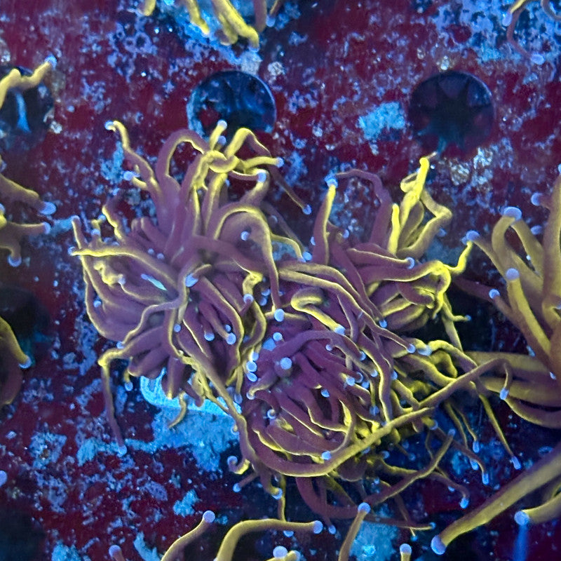 P4-06-M02 || 2 Head 24K Gold Torch WYSIWYG