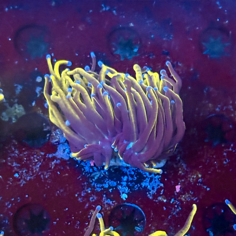 P4-08-M02 || 1 Head 24K Gold Torch WYSIWYG