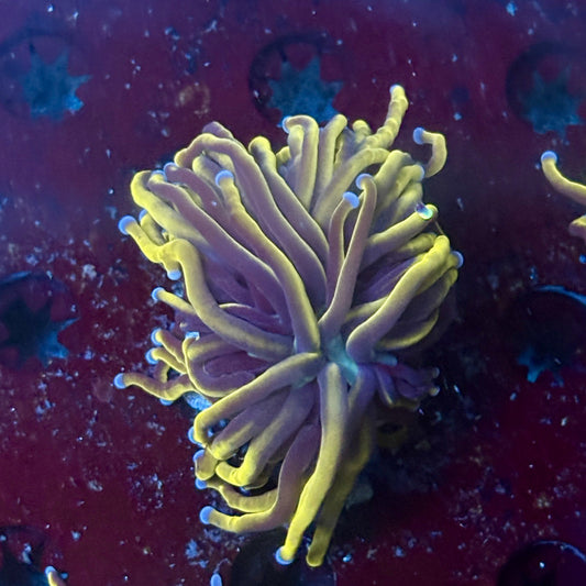 P4-12-M02 || 1 Head 24K Gold Torch WYSIWYG