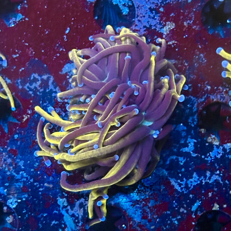 P4-13-M02 || 1 Head 24K Gold Torch WYSIWYG