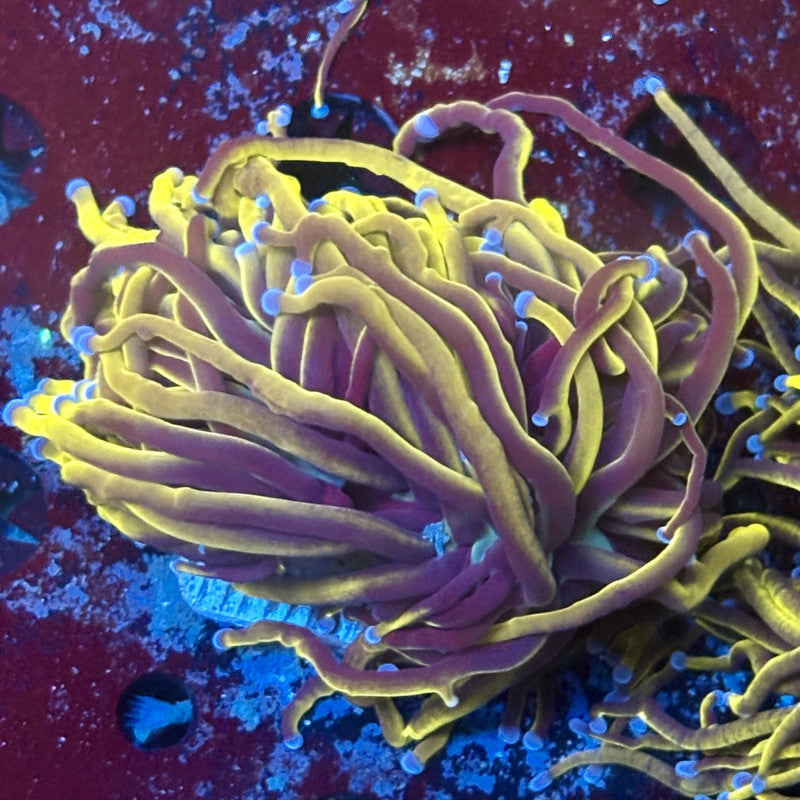 P4-14-M02 || 2 Head 24K Gold Torch WYSIWYG