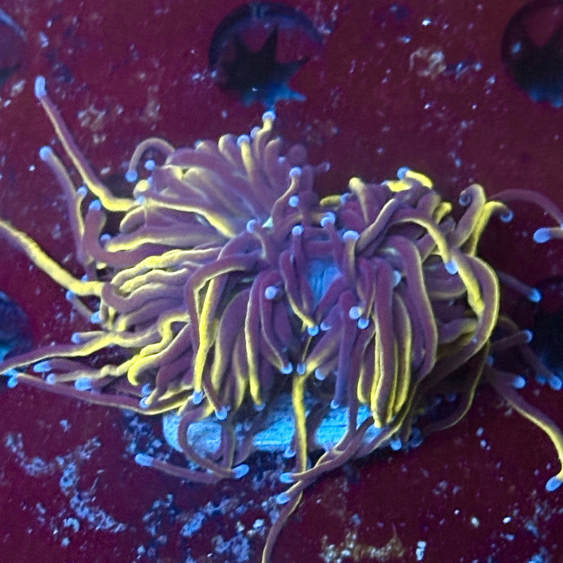 P4-15-M02 || 2 Head 24K Gold Torch WYSIWYG