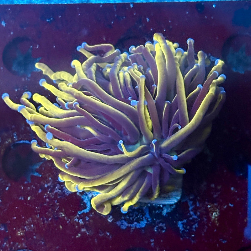 P4-16-M02 || 1 Head 24K Gold Torch WYSIWYG