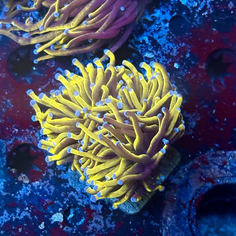 P4-17-M02 || 2 Head 24K Gold Torch WYSIWYG