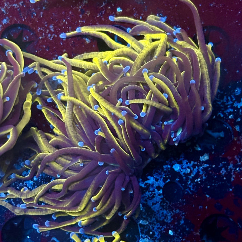 P4-18-M02 || 2 Head 24K Gold Torch WYSIWYG