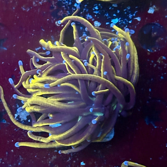 P4-19-M02 || 1 Head 24K Gold Torch WYSIWYG