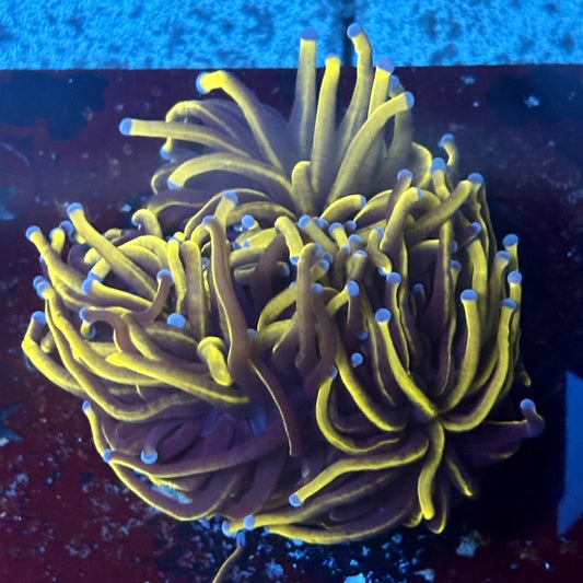 P4-20-M02 || 2 Head 24K Gold Torch WYSIWYG