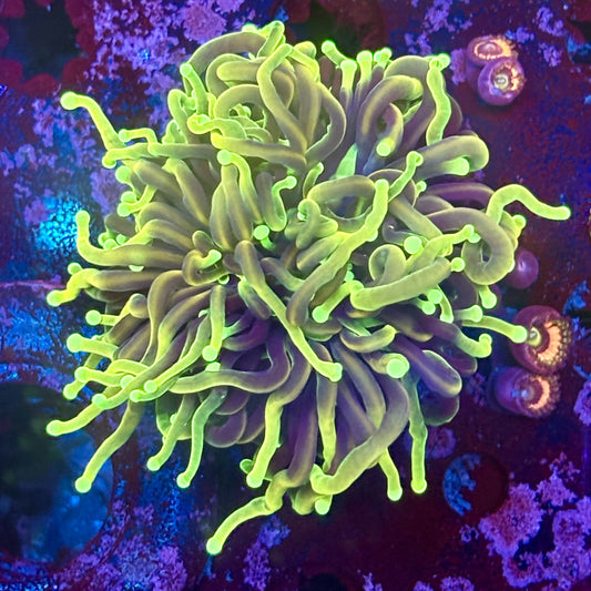 M1-02-M11 || 1 Head Dragon Soul Torch WYSIWYG