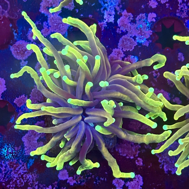 M1-06-M11 || 1 Head Dragon Soul Torch WYSIWYG