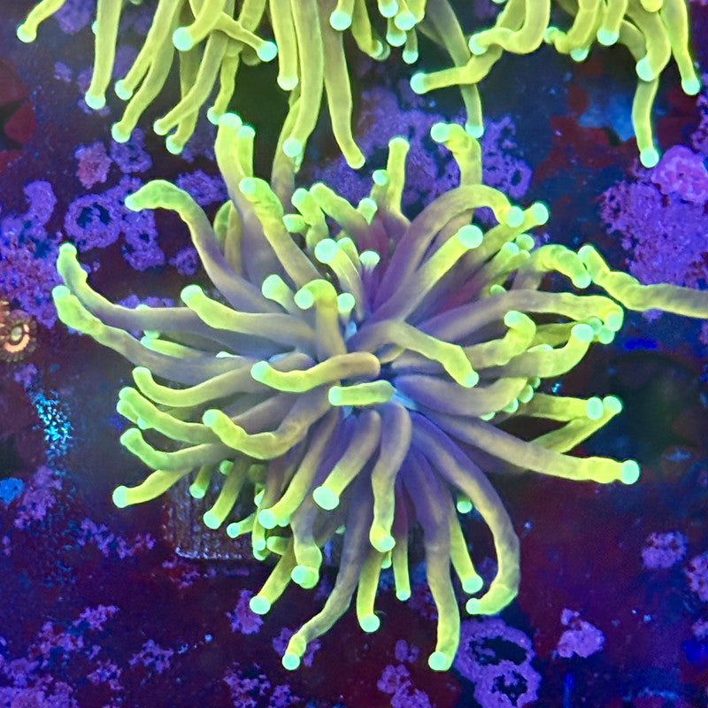 M1-10-M11 || 1 Head Dragon Fire  Torch WYSIWYG