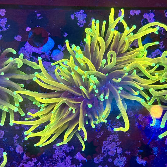 M1-12-M11 || 2 Head Dragon Fire Torch WYSIWYG