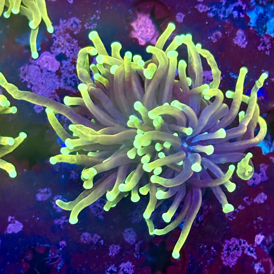 M1-13-M11 || 1 Head Dragon Fire  Torch WYSIWYG