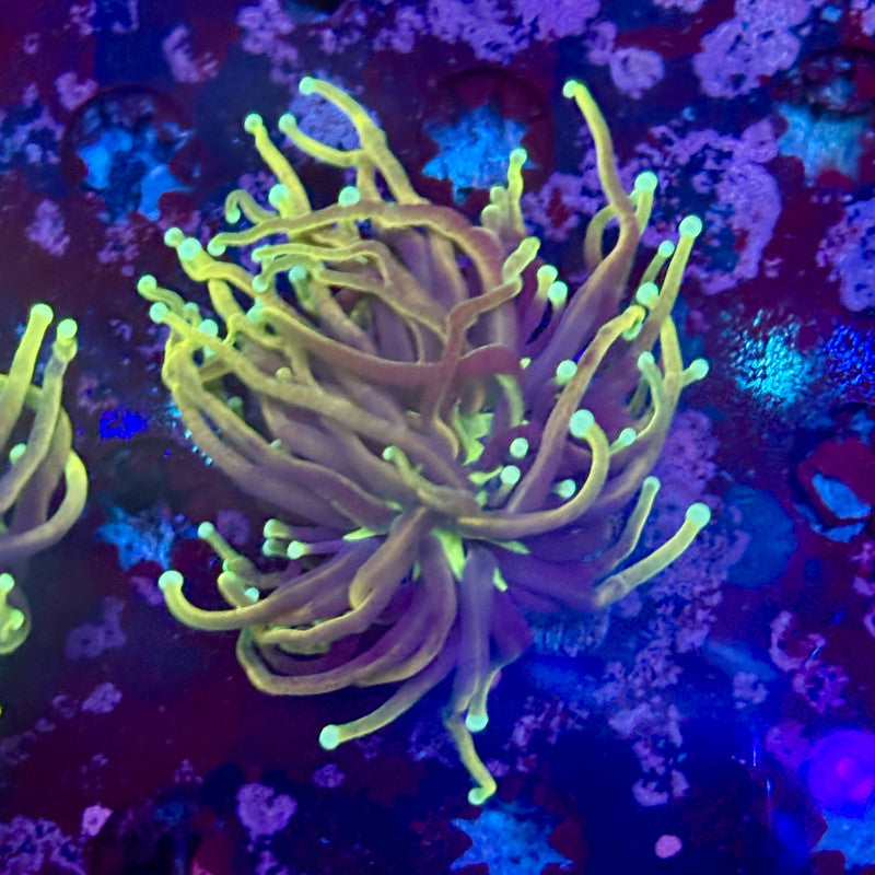 M1-15-M11 || 1 Head Dragon Fire  Torch WYSIWYG