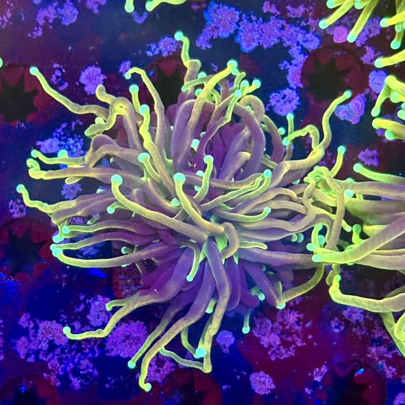 M1-16-M11 || 1 Head Dragon Fire  Torch WYSIWYG