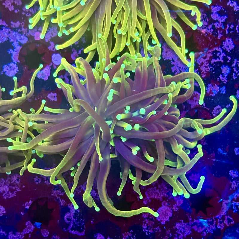 M1-18-M11 || 2 Head Dragon Fire  Torch WYSIWYG