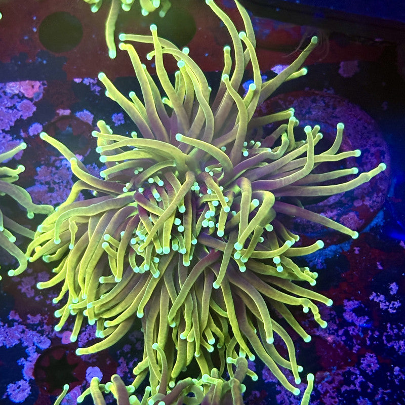 M1-19-M11 || 2 Head Dragon Fire  Torch WYSIWYG