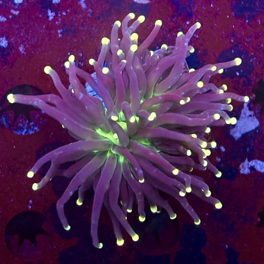 M1-20-M11 || 1 Head Joker Torch WYSIWYG