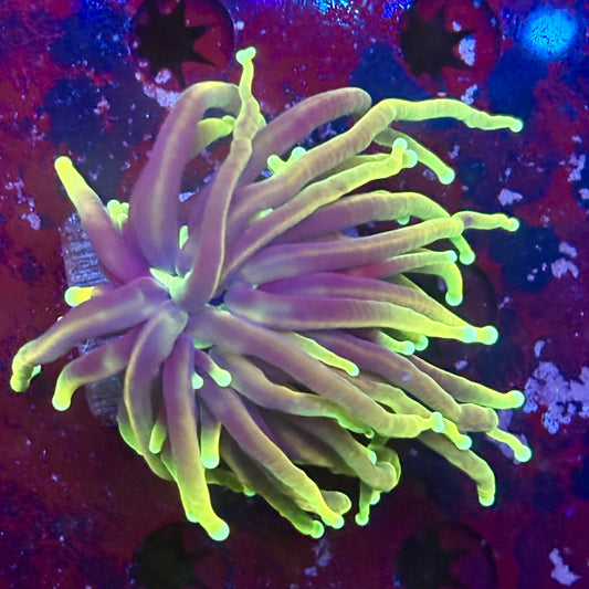 Y1-02-M11 || 1 Head Dragon Fire WYSIWYG