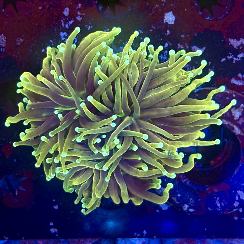 Y1-03-M11 || 2 Head Hell Fire Torch WYSIWYG