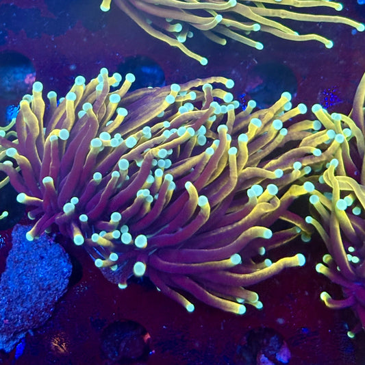 Y1-06-M11 || 2 Head Jester Torch WYSIWYG