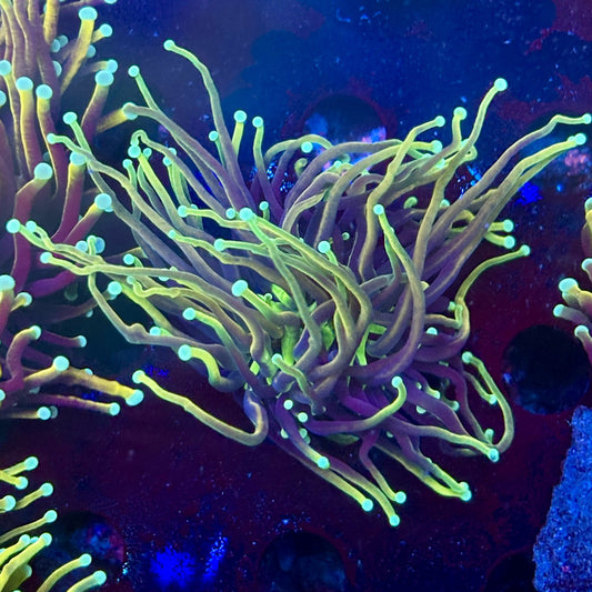 Y1-07-M11 || 1 Head Dragon Fire Torch WYSIWYG